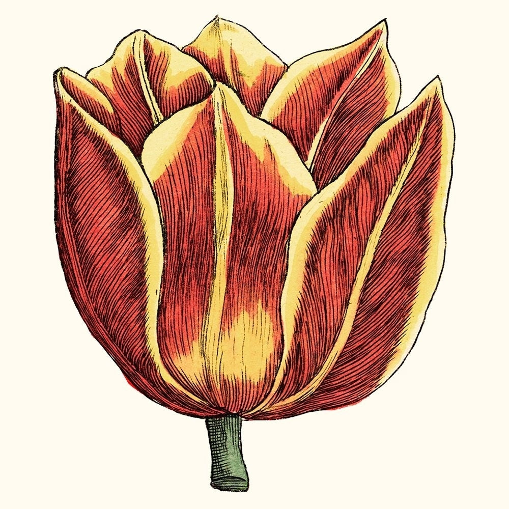 Tulip Garden IV Poster Print - Studio Vision-VARPDX123277Z Image 1