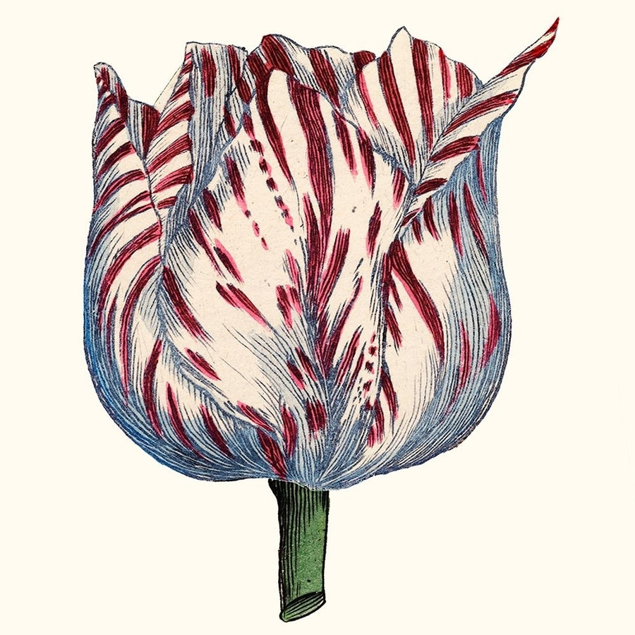 Tulip Garden VI Poster Print - Studio Vision-VARPDX123279Z Image 1