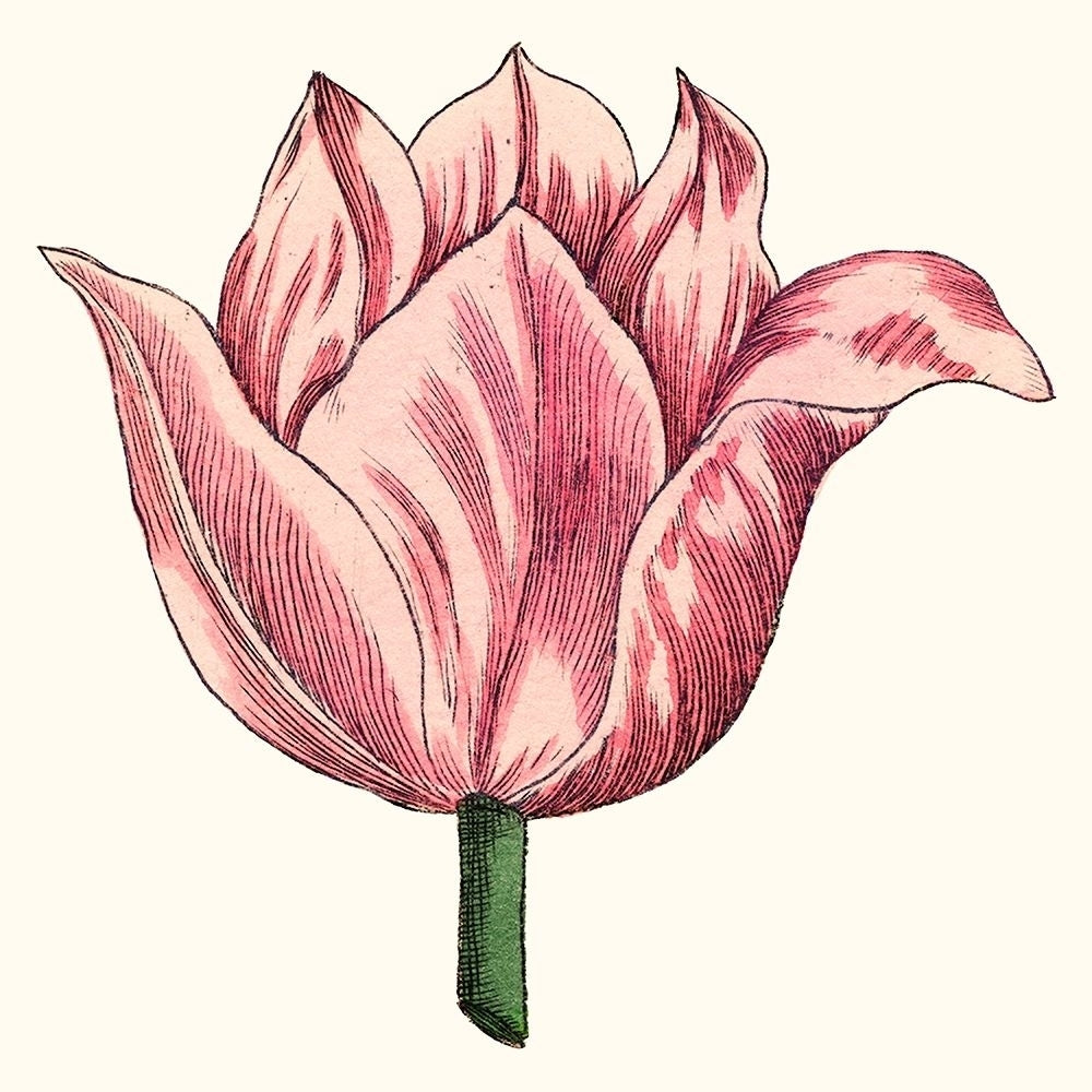 Tulip Garden VII Poster Print - Studio Vision-VARPDX123280Z Image 1