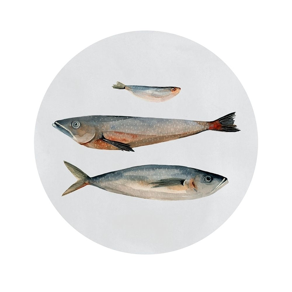 Three Fish II Poster Print - Emma Scarvey-VARPDX126199GG Image 1