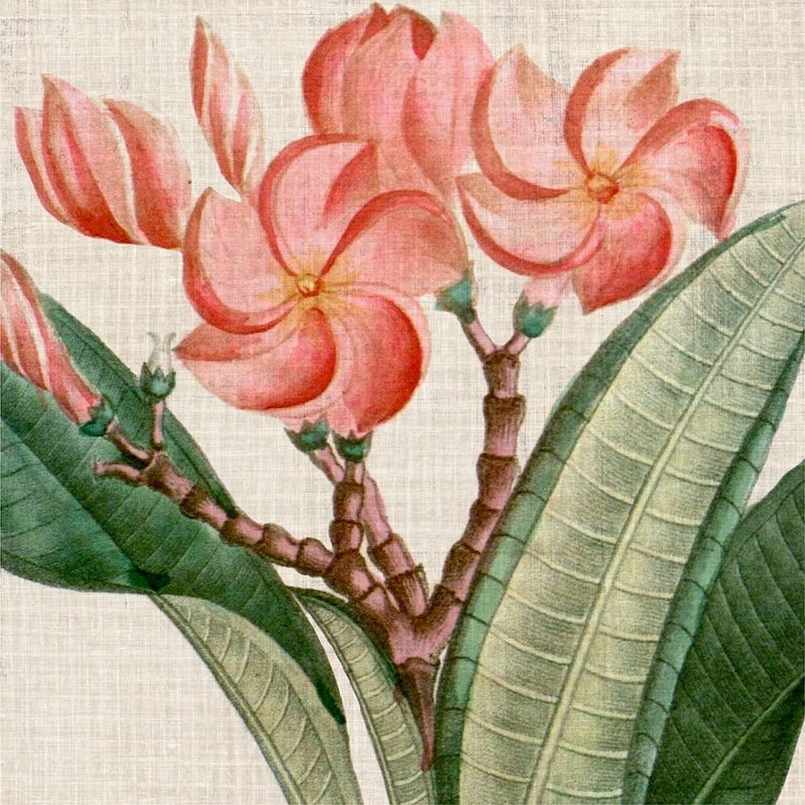 Cropped Turpin Tropicals VII Poster Print - Studio Vision-VARPDX131617Z Image 1