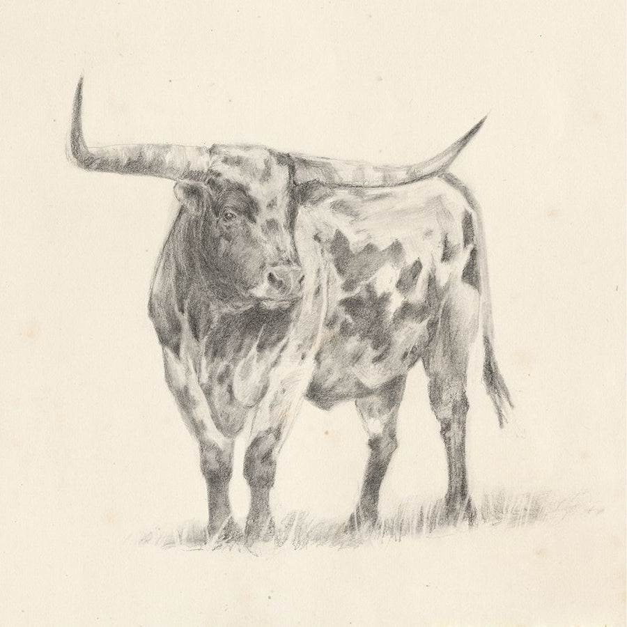 Longhorn Steer Sketch II Poster Print - Ethan Harper-VARPDX132615Z Image 1