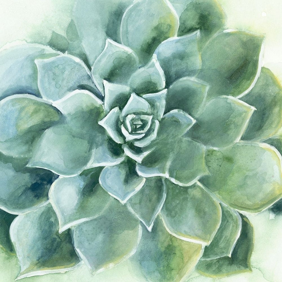 Verdant Succulent II Poster Print - Victoria Borges-VARPDX134586GG Image 1