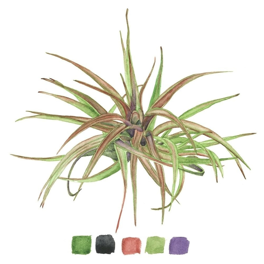 Air Plant Study II Poster Print - Melissa Wang-VARPDX134996GG Image 1