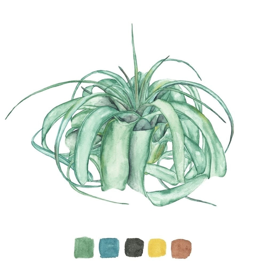 Air Plant Study I Poster Print - Melissa Wang-VARPDX134995GG Image 1