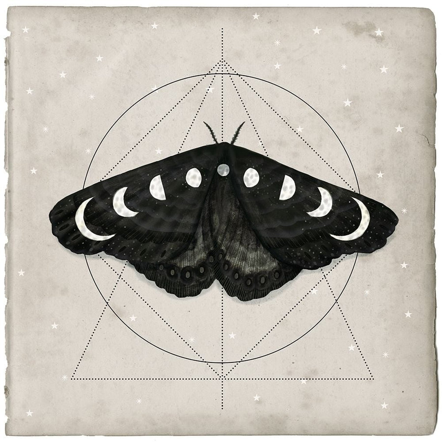 Midnight Moth I Poster Print - Victoria Borges-VARPDX137715GG Image 1