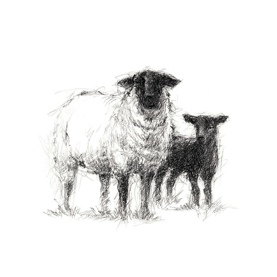 Charcoal Sheep Study II Poster Print - Ethan Harper-VARPDX138169Z Image 1