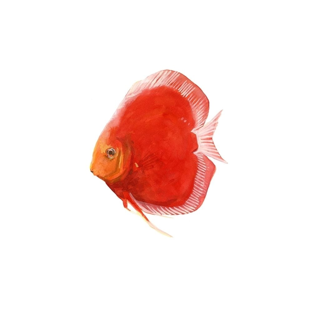 Discus Fish V Poster Print - Emma Scarvey-VARPDX139511Z Image 1