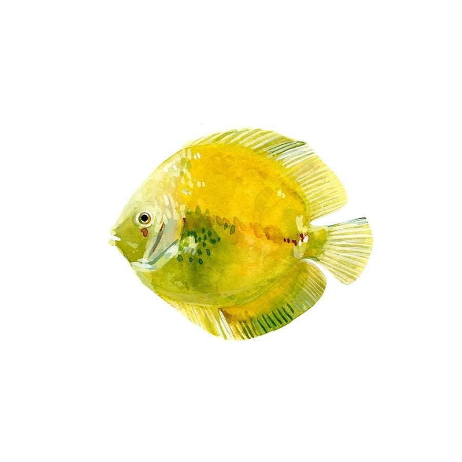 Discus Fish I Poster Print - Emma Scarvey-VARPDX139507Z Image 1