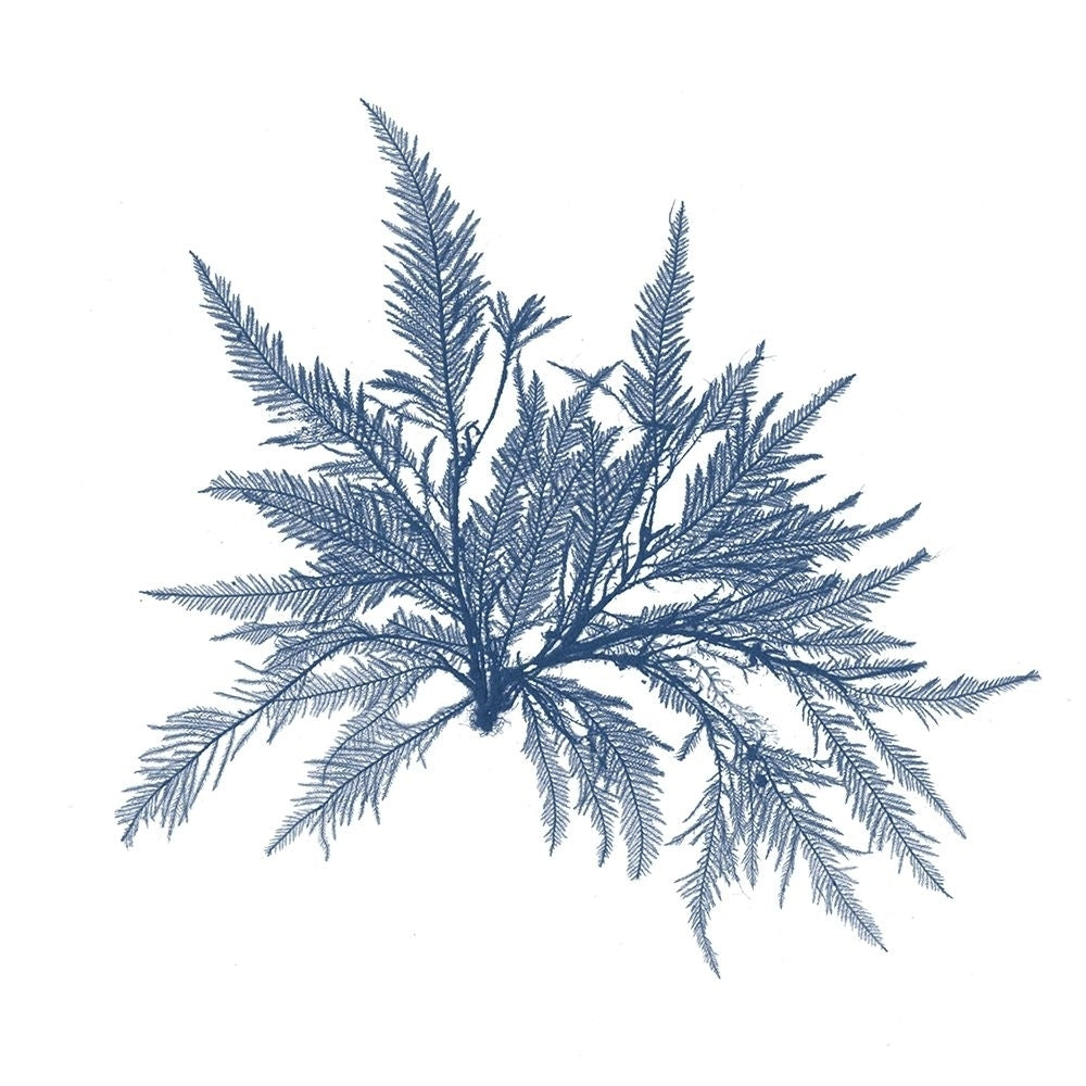 Navy Seaweed V Poster Print - Studio Vision-VARPDX140016Z Image 1