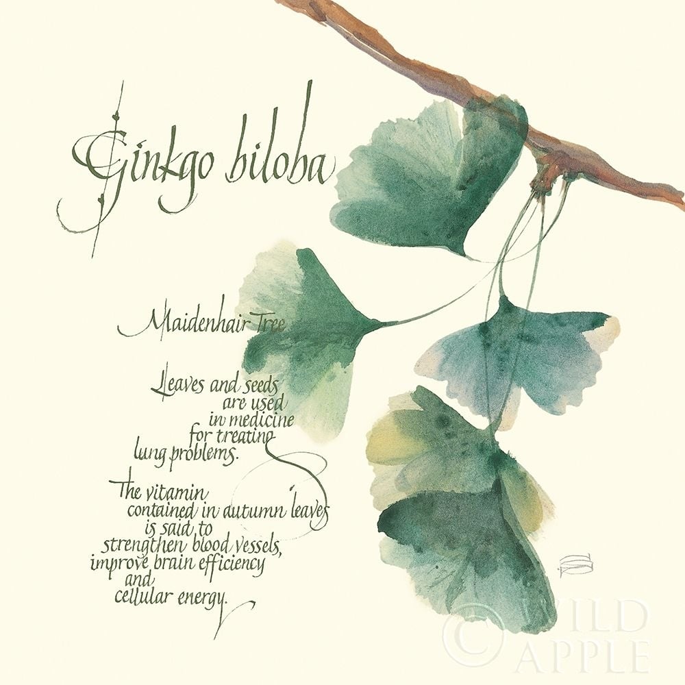 Ginkgo Biloba Poster Print by Chris Paschke-VARPDX1447 Image 1