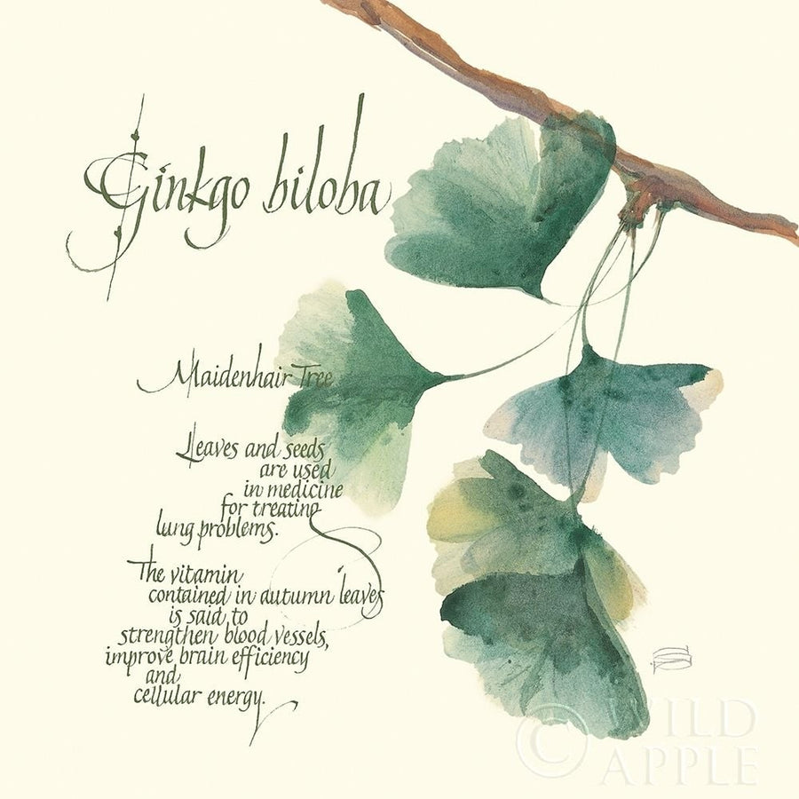 Ginkgo Biloba Poster Print by Chris Paschke-VARPDX1447 Image 1