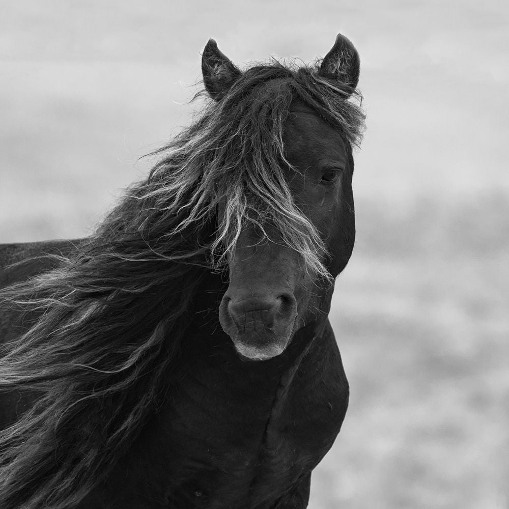 Icelandic Mare Poster Print - Carol Walker-VARPDX14524D Image 1