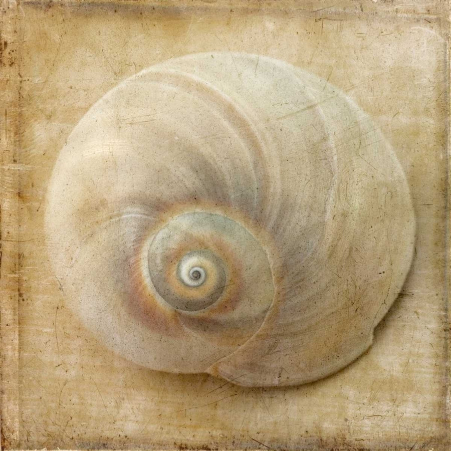 Sepia Shell VI Poster Print - Judy Stalus-VARPDX145921GG Image 1