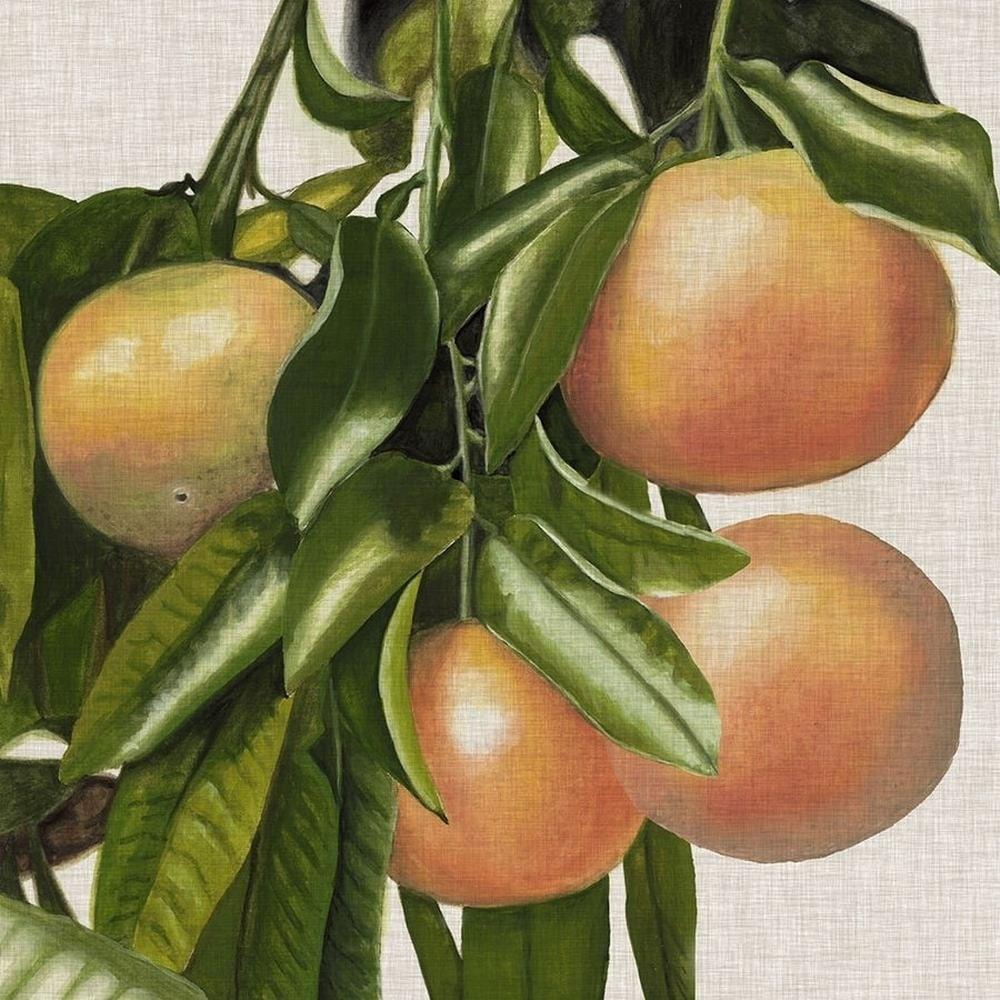 Bright Citrus II Poster Print - Naomi McCavitt-VARPDX146004Z Image 1