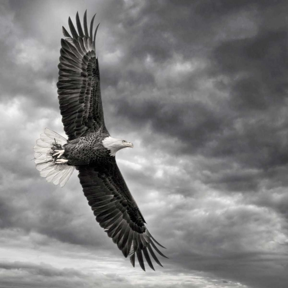 Eagle in Flight Poster Print - PH Burchett-VARPDX146078GG Image 1