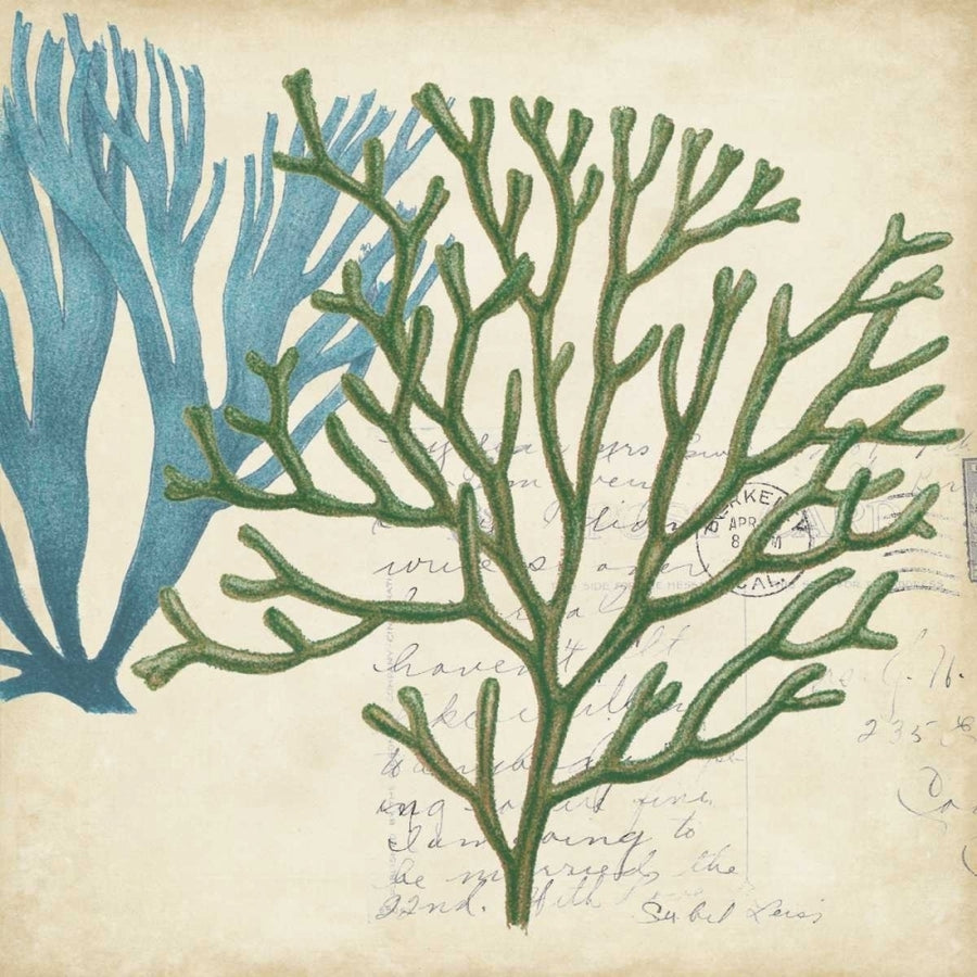 Seaweed Overlay I Poster Print - W Studio-VARPDX146479GG Image 1