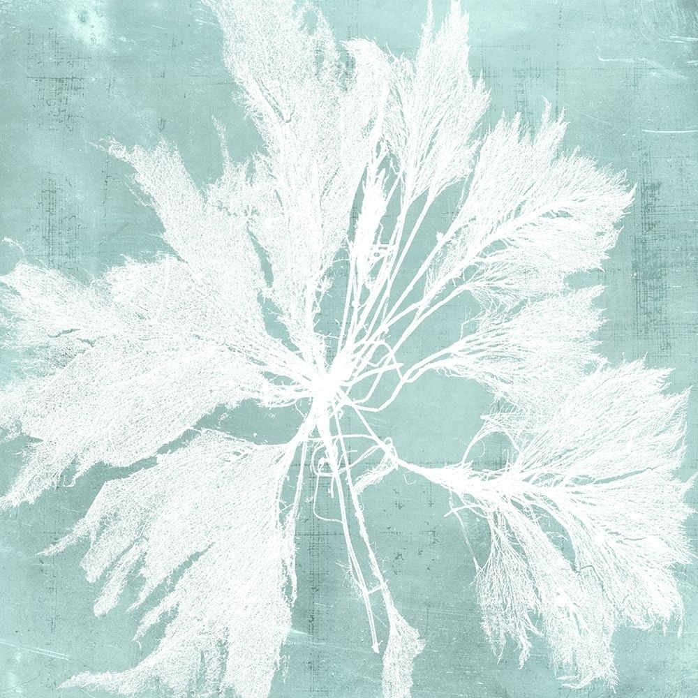 Seaweed on Aqua VI Poster Print - Studio Vision-VARPDX147341Z Image 1