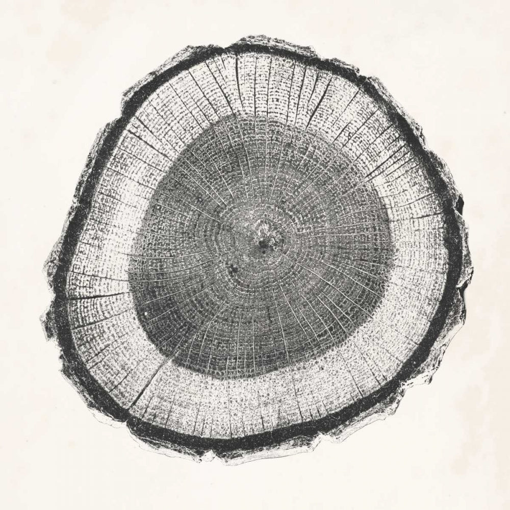 Tree Ring II Poster Print - Studio Vision-VARPDX147817Z Image 1