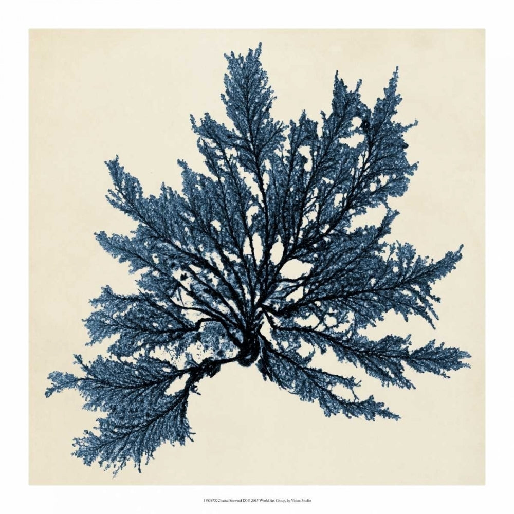 Coastal Seaweed IX Poster Print - Studio Vision-VARPDX148367Z Image 1