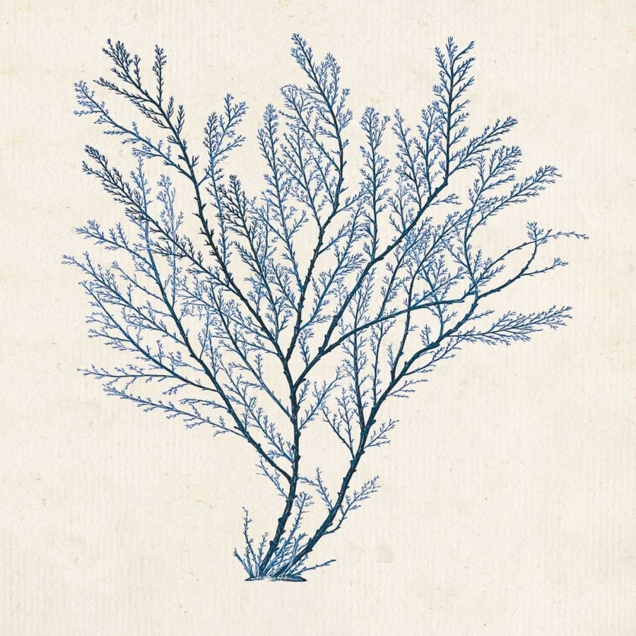 Indigo Algae II Poster Print - Jennifer Goldberger-VARPDX153588GG Image 1