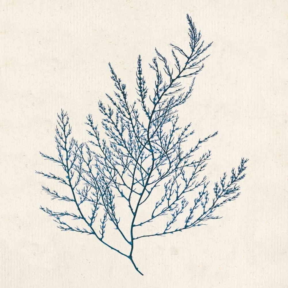 Indigo Algae I Poster Print - Jennifer Goldberger-VARPDX153587GG Image 1