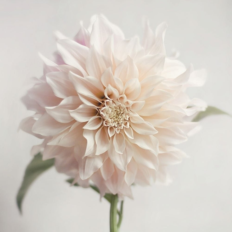 White Bloom From The Garden by Sarah Jane-VARPDX15976F Image 1