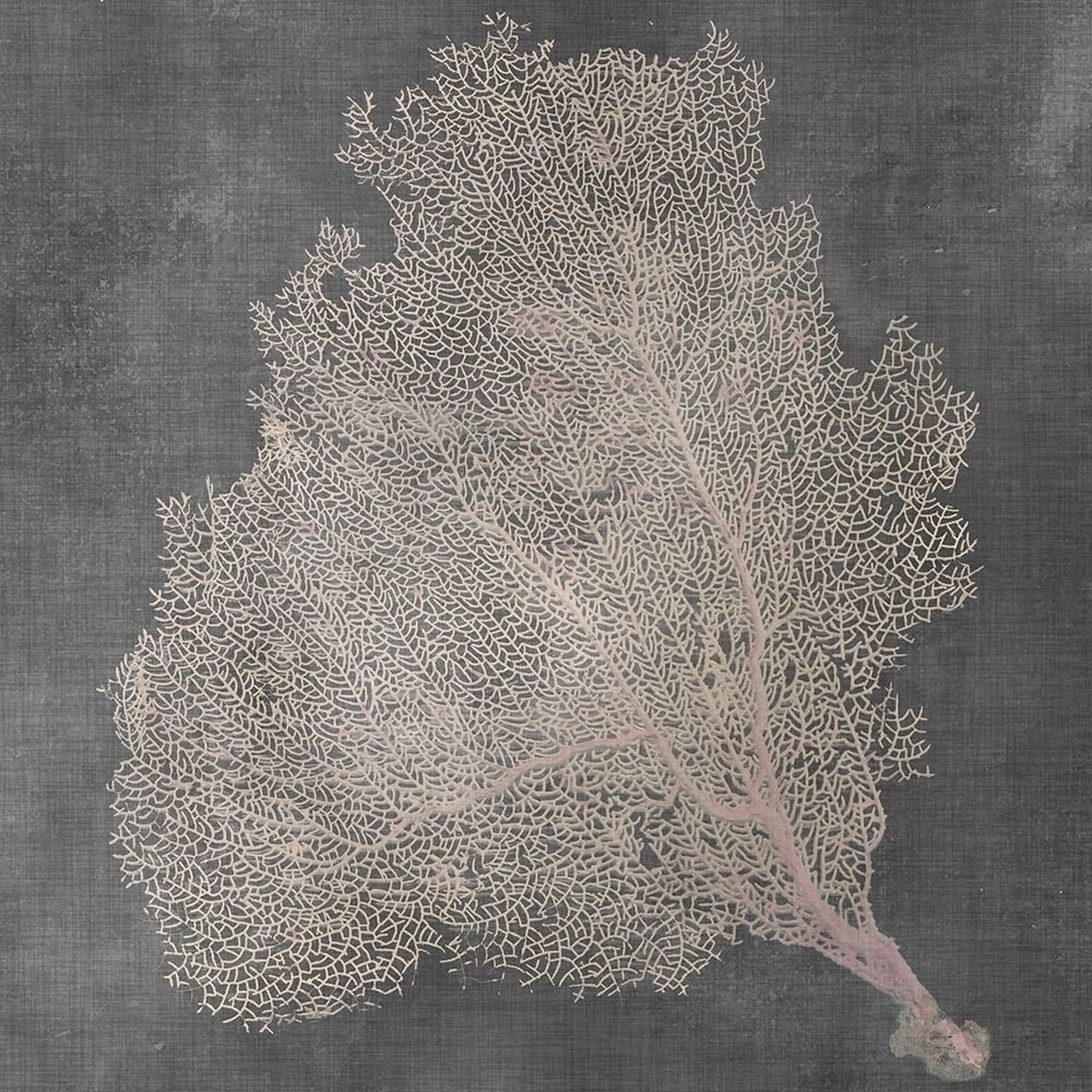 Natural Sea Fan VII Poster Print - Studio Vision-VARPDX163546Z Image 1