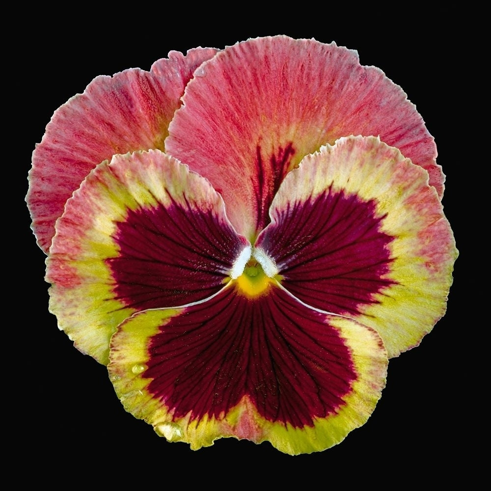 Pansy ~ Delta Fire Poster Print by Richard Reynolds-VARPDX1651 Image 1