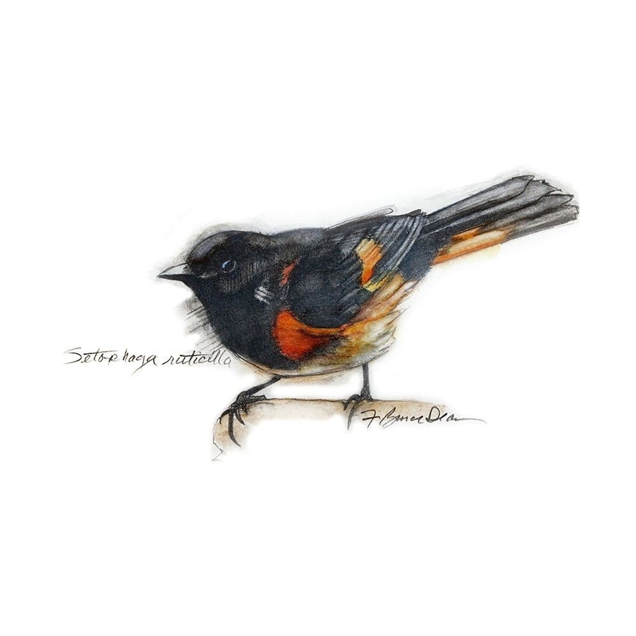 Songbird Study IV Poster Print - Bruce Dean-VARPDX168130Z Image 1