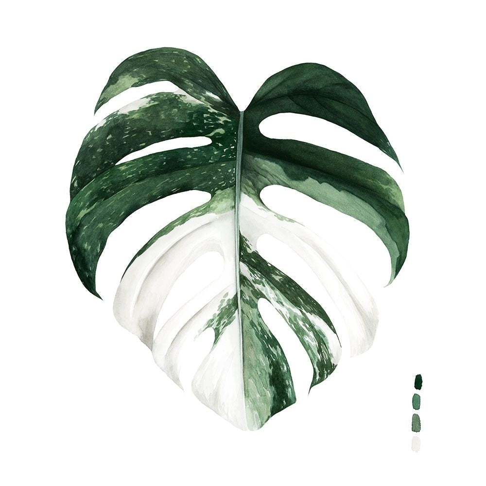 Variegated Monstera I Poster Print - Grace Popp-VARPDX171268Z Image 1