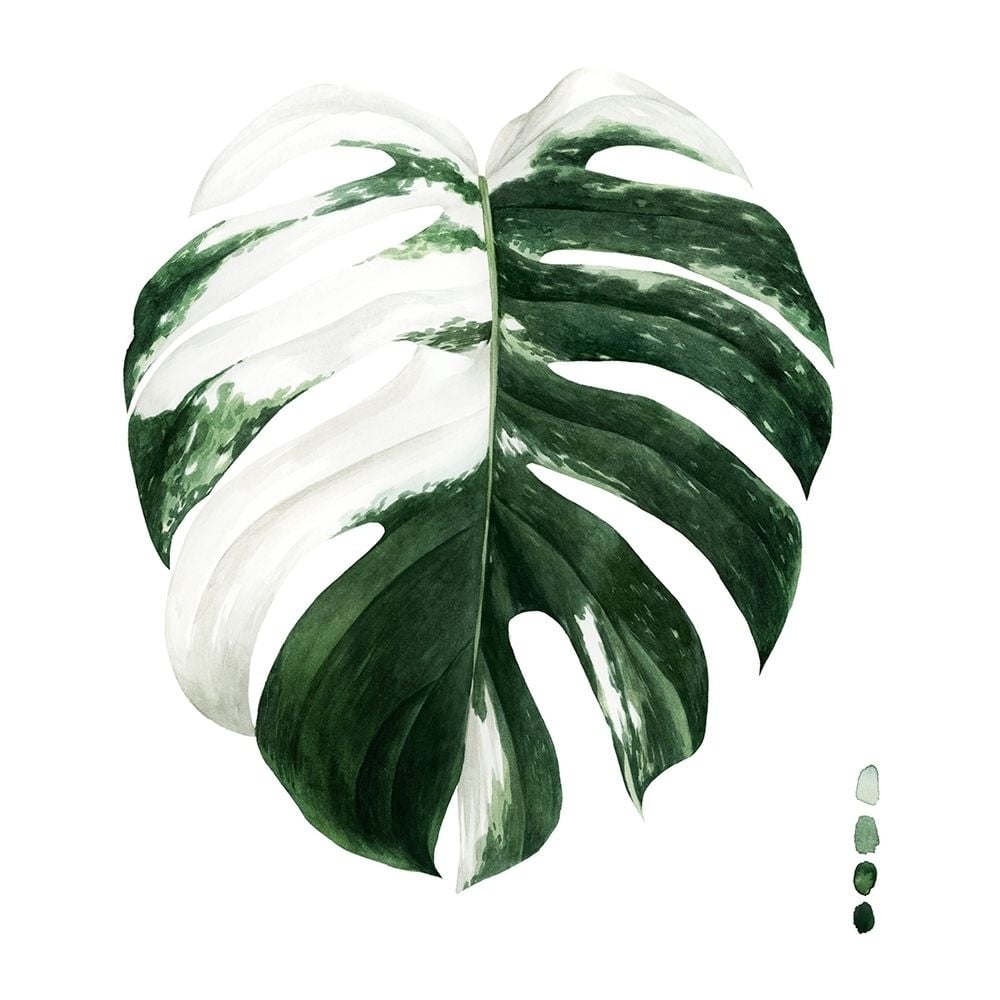 Variegated Monstera II Poster Print - Grace Popp-VARPDX171269Z Image 1