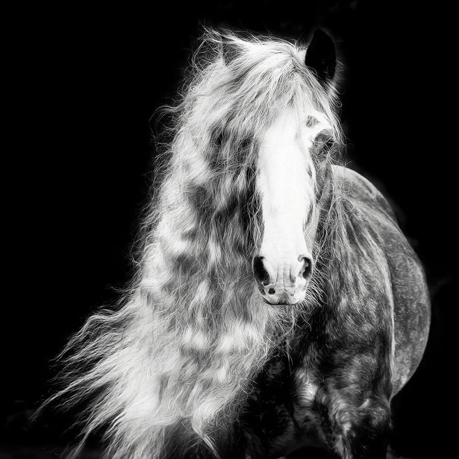 Black and White Horse Portrait I Poster Print - PHBurchett-VARPDX172575Z Image 1