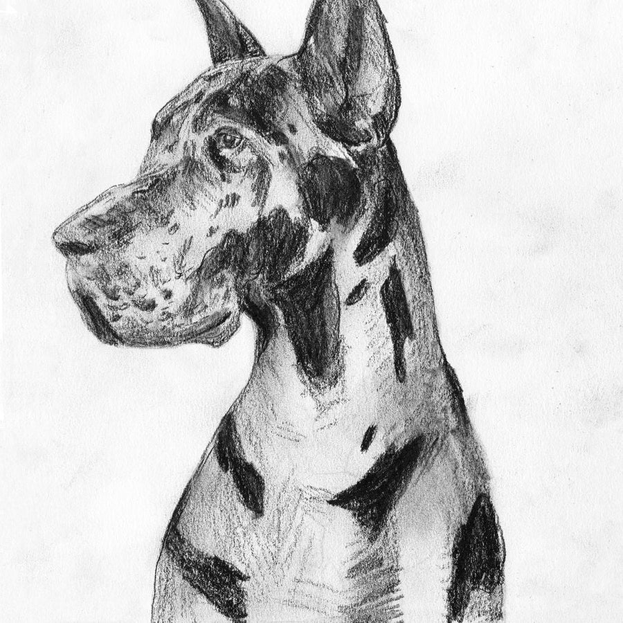 Great Dane Portrait I Poster Print - Melissa Wang-VARPDX175913Z Image 1