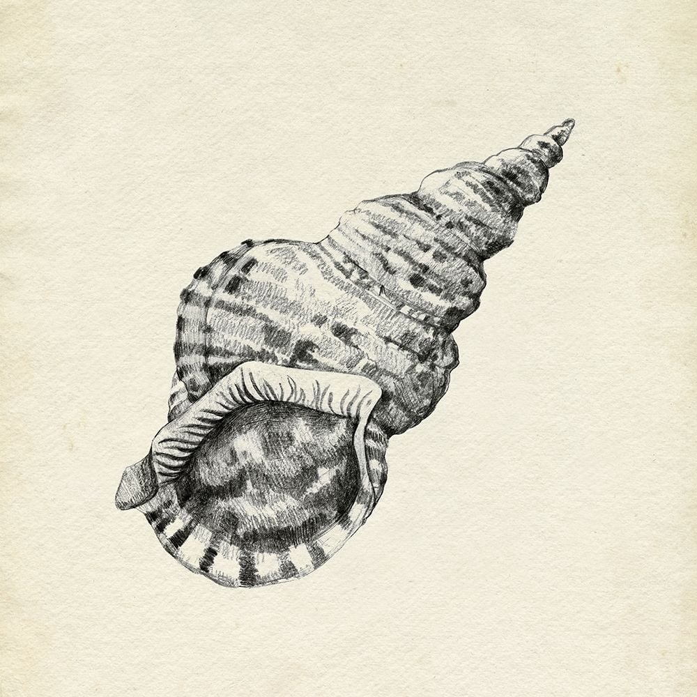 Seashell Pencil Sketch I Poster Print - Emma Caroline-VARPDX176262Z Image 1