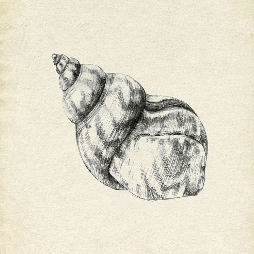 Seashell Pencil Sketch III Poster Print - Emma Caroline-VARPDX176264Z Image 1