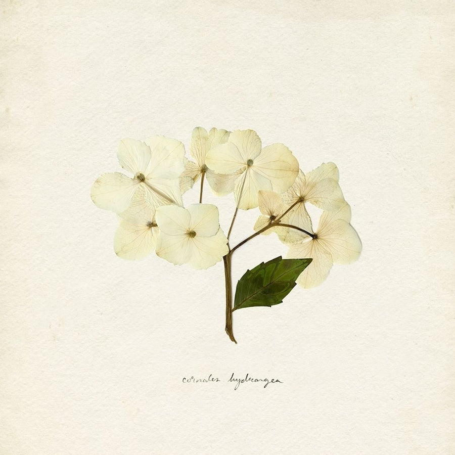 Cornales Hydrangea II Poster Print - Emma Caroline-VARPDX176283Z Image 1