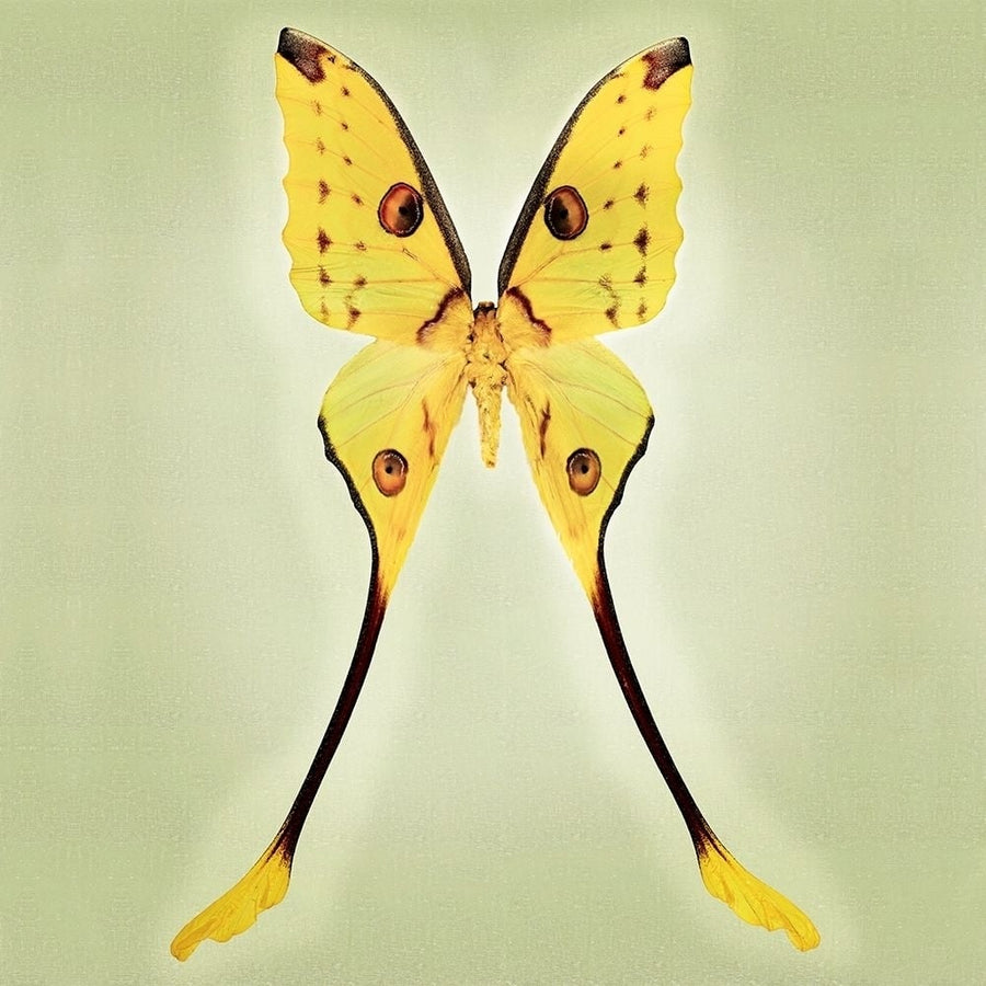 Comet Moth Poster Print by Richard Reynolds-VARPDX1769 Image 1