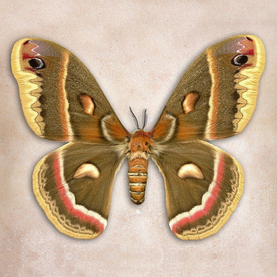 Cecropia Moth Poster Print by Richard Reynolds-VARPDX1771 Image 1