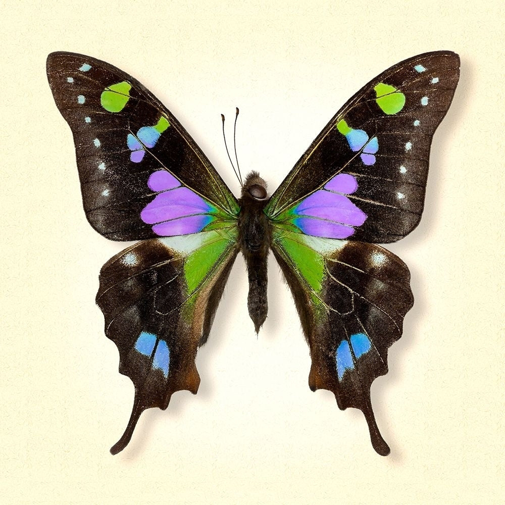 Purple Spotted Swallowtail Poster Print by Richard Reynolds-VARPDX1781 Image 1