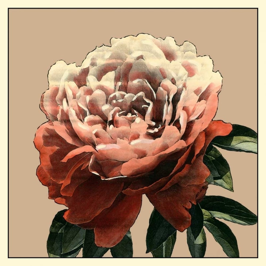 Heirloom Rose II Poster Print - Chariklia Zarris-VARPDX17919Z Image 1