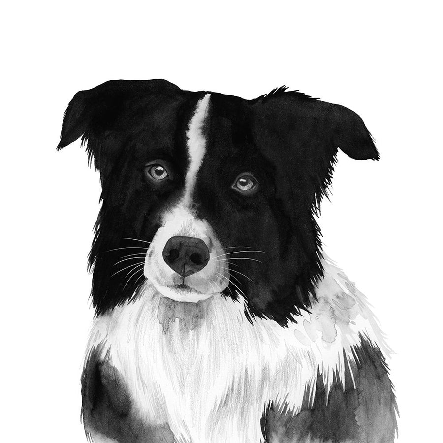 Border Collie II Poster Print - Grace Popp-VARPDX179120Z Image 1