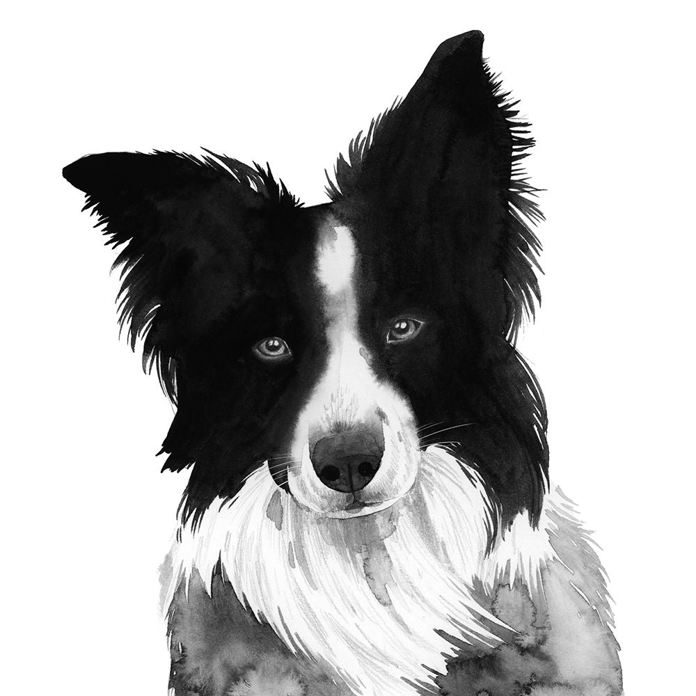 Border Collie I Poster Print - Grace Popp-VARPDX179119Z Image 1