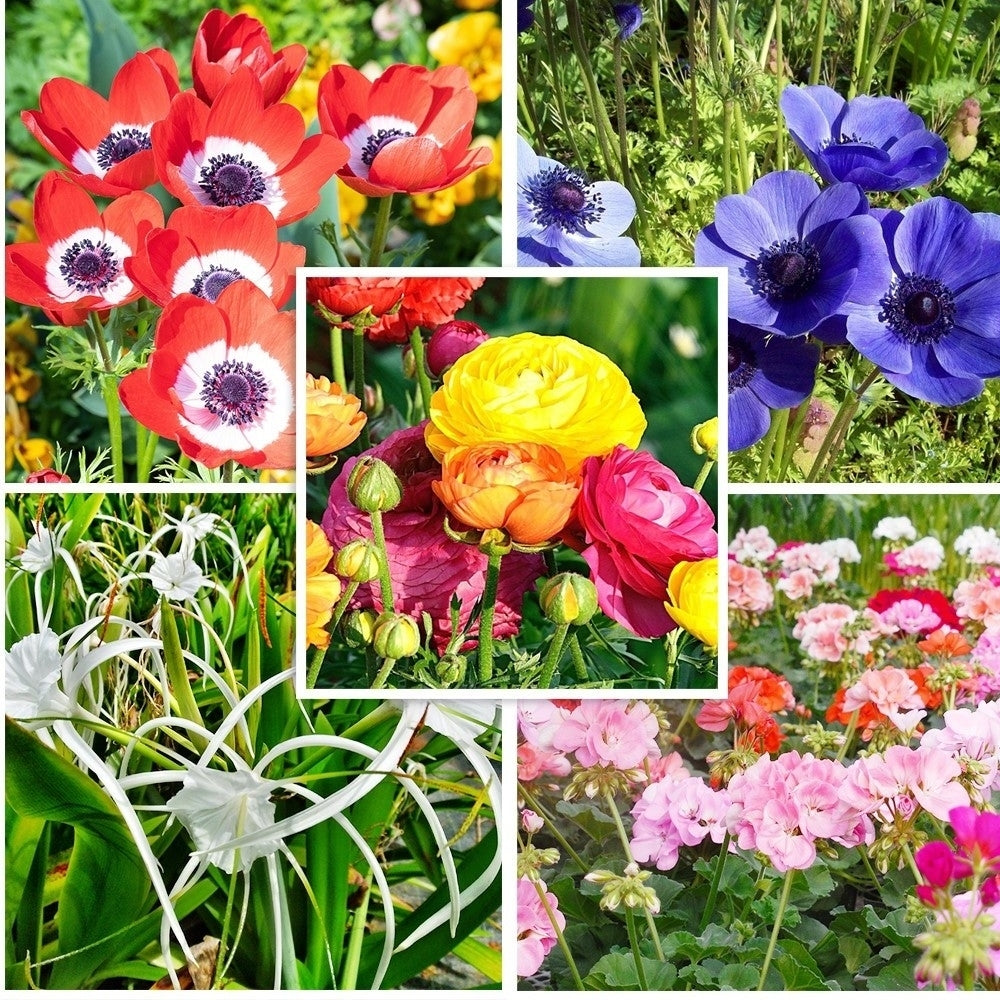 Bee and Butterfly Flower Bulb Collection 100 Bulbs 5 Varieties Attract Pollinators Image 2