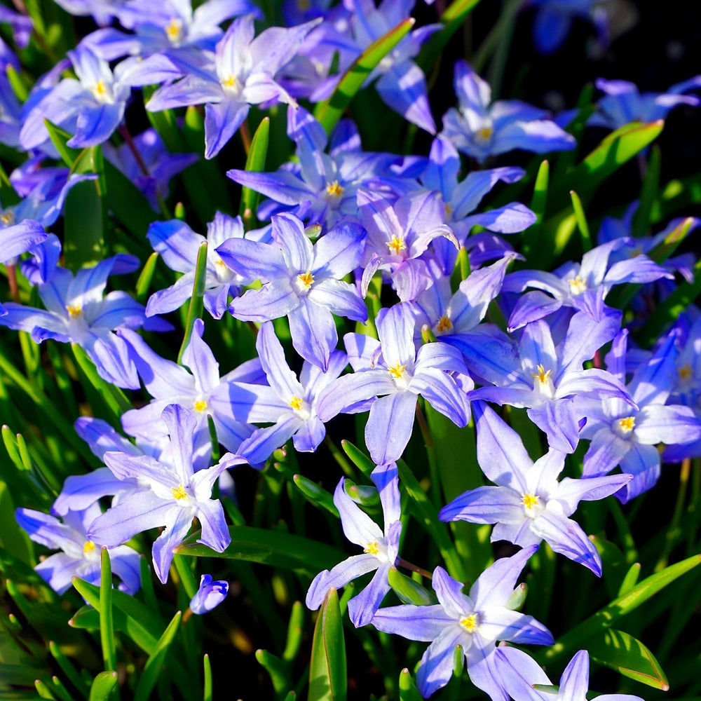 Gentle Glory of the Snow - Blue-Purple and White Chionodoxa Flowers - 15 or 30 Bulbs - Spring Garden Perennial - Image 2