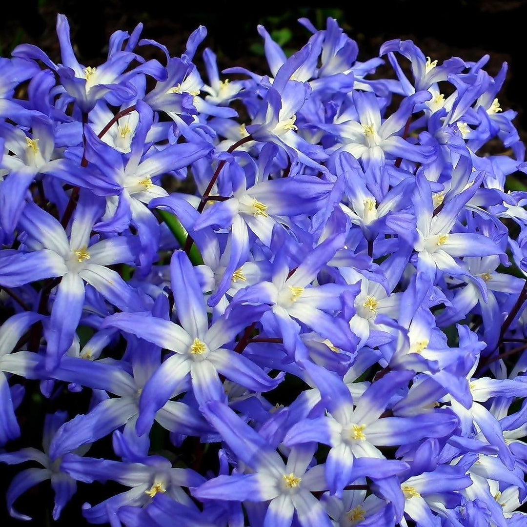 Gentle Glory of the Snow - Blue-Purple and White Chionodoxa Flowers - 15 or 30 Bulbs - Spring Garden Perennial - Image 1