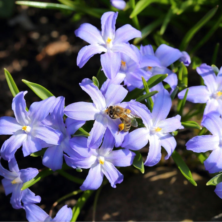 Gentle Glory of the Snow - Blue-Purple and White Chionodoxa Flowers - 15 or 30 Bulbs - Spring Garden Perennial - Image 4