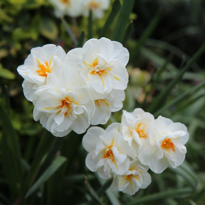 White Lion Daffodil - White and Yellow Narcissus Flowers - 5, 10 or 20 Bulbs - Spring Garden Perennial - Attracts Image 2