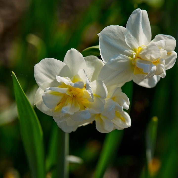 White Lion Daffodil - White and Yellow Narcissus Flowers - 5, 10 or 20 Bulbs - Spring Garden Perennial - Attracts Image 3