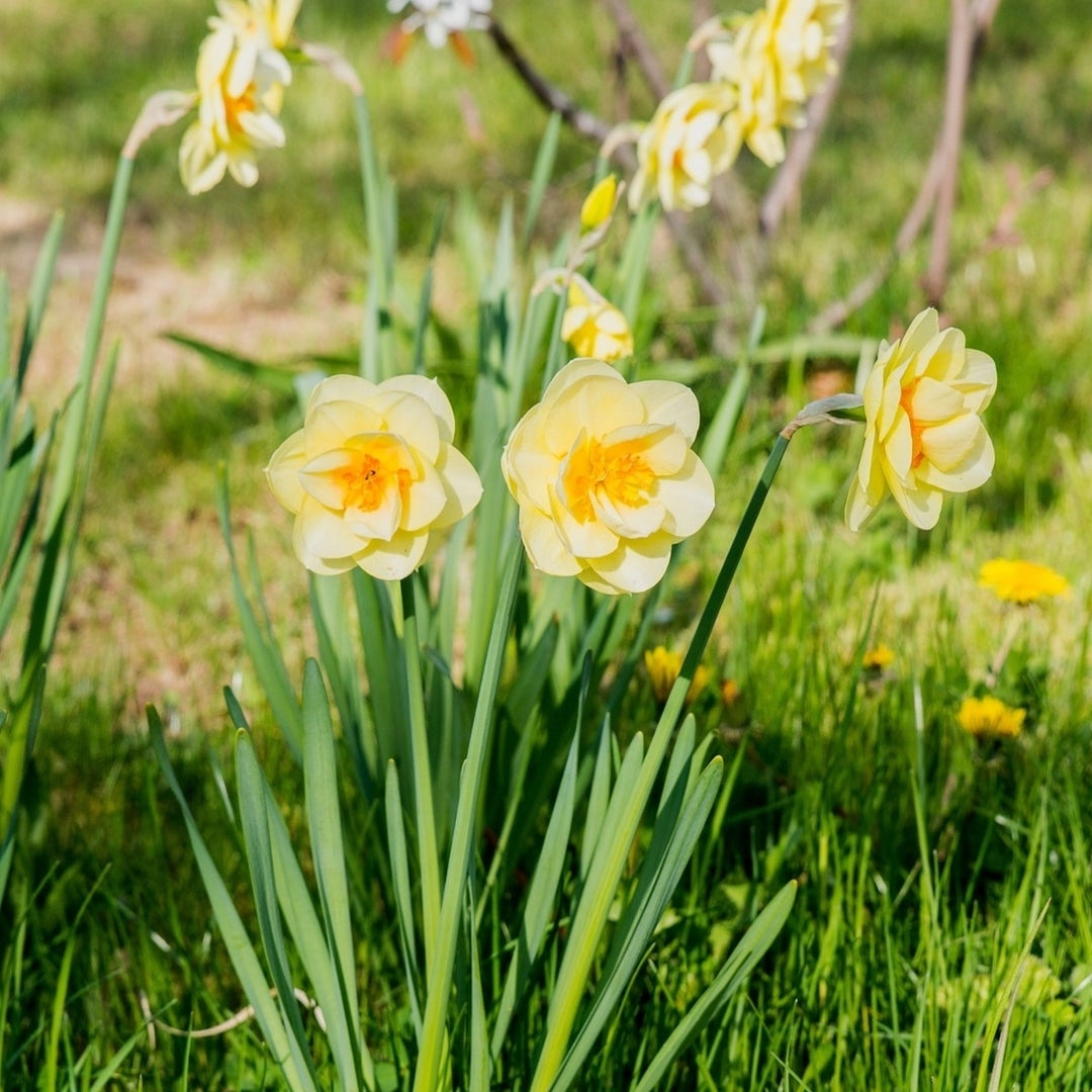 White Lion Daffodil - White and Yellow Narcissus Flowers - 5, 10 or 20 Bulbs - Spring Garden Perennial - Attracts Image 1